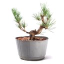 Ver imagem 3 de Pré Bonsai Pinheiro Negro 14 Anos