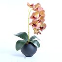 Ver imagem 1 de Arranjo de Orquídea Outonada em Vaso Preto Fosco Rafa