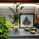 Ver imagem 4 de Quadro 15x15 Cm Folha Desidratada Natural Renda Portuguesa Moldura Pinus