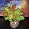 Bonsai Artificial Etéreo Árvore Vênus Verde e Vermelho - 1