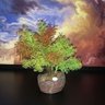 Bonsai Artificial Etéreo Árvore Vênus Verde e Vermelho - 2