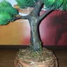 Bonsai Artificial Etéreo Ventania no Vaso Ninho - 6
