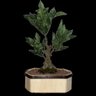 Bonsai Artificial Etéreo Árvore Ficus Cachepot Madeira - 3