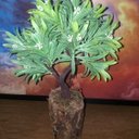 Ver imagem 6 de Bonsai Artificial Etéreo Elétron Semente Brancas Tronco Oco