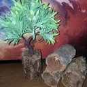 Ver imagem 2 de Bonsai Artificial Etéreo Elétron Semente Brancas Tronco Oco