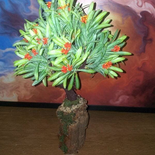 Bonsai Artificial Etéreo Elétron Semente Laranja Tronco Oco - 6
