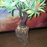Bonsai Artificial Etéreo Elétron Semente Laranja Tronco Oco - 4