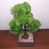 Bonsai Artificial Etéreo Pinheiro de Cristal Cachepot Marrom - 7