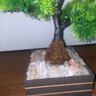 Bonsai Artificial Etéreo Pinheiro de Cristal Cachepot Marrom - 9
