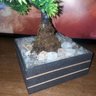 Bonsai Artificial Etéreo Pinheiro de Cristal Cachepot Marrom - 4