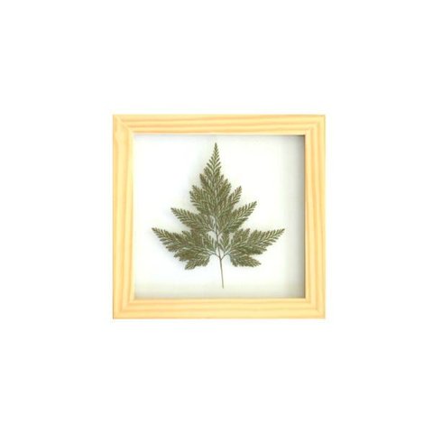 Quadro 20x20 Cm Folha Desidratada Natural Renda Portuguesa Moldura Pinus