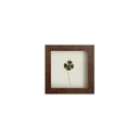 Ver imagem 1 de Quadro 15x15 Cm Folha Desidratada Natural Trevo de Quatro Folhas Moldura Imbuia