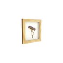 Ver imagem 2 de Quadro 15x15 Cm Flor Natural Desidratada Statice Roxa Moldura Pinus