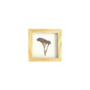Ver imagem 1 de Quadro 15x15 Cm Flor Natural Desidratada Statice Roxa Moldura Pinus