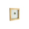 Quadro 15x15 cm Folha natural desidratada Trevo Quatro Folhas Moldura Pinus - 1