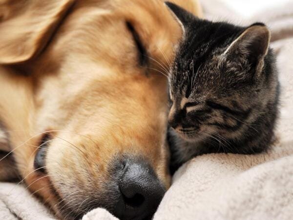 Papel de Parede Animais Cão Gato Dormindo 3d Anm154 - 2