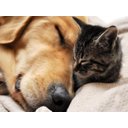 Ver imagem 2 de Papel de Parede Animais Cão Gato Dormindo 3d Anm154