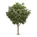 Ver imagem 2 de Árvore Artificial Realista Tamanho Real para Decoração 3m.