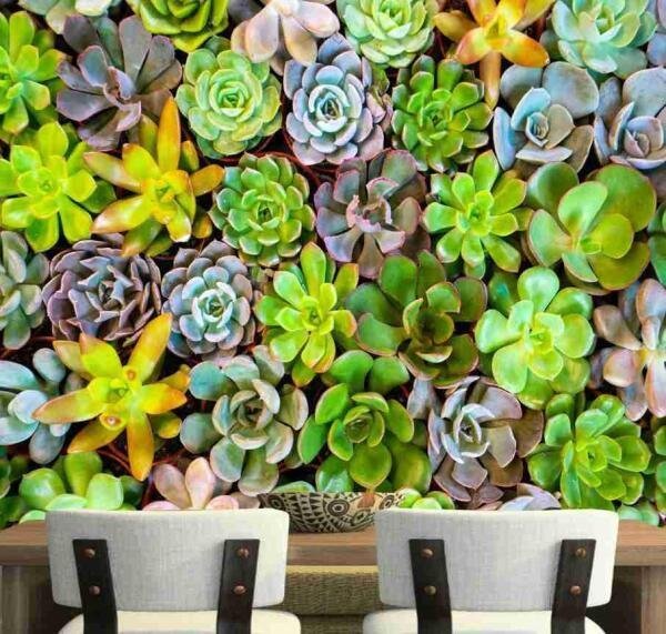 Papel De Parede Viva Cacto Jardim Vertical Suculentas Gg766 - 1