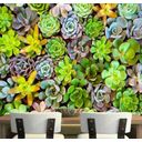 Ver imagem 1 de Papel De Parede Viva Cacto Jardim Vertical Suculentas Gg766