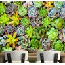 Papel De Parede Viva Cacto Jardim Vertical Suculentas Gg766 - 1
