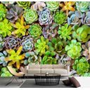 Ver imagem 3 de Papel De Parede Viva Cacto Jardim Vertical Suculentas Gg766