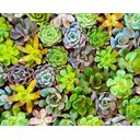 Ver imagem 2 de Papel De Parede Viva Cacto Jardim Vertical Suculentas Gg766