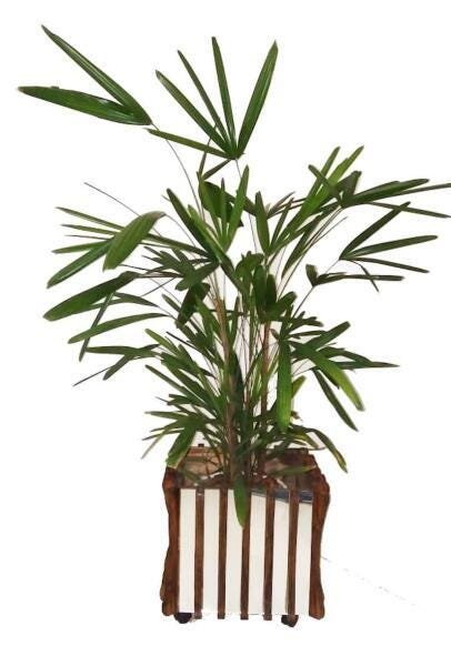 Vaso Cachepot De Madeira Para Plantas Quadrado Com Rodinhas - 3