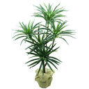 Ver imagem 1 de Planta Dracena 5 Galhos 90cm Verde para Vaso Decorativo