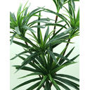 Ver imagem 2 de Planta Dracena 5 Galhos 90cm Verde para Vaso Decorativo