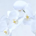 Ver imagem 3 de Arranjo 3 Orquídeas Artificiais em Terrário Rose Gold