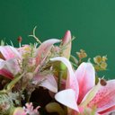 Ver imagem 5 de Arranjo de Flores Artificiais Rosas e Lírios Cor Rosa Claro Redondo