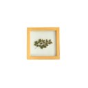 Ver imagem 1 de Quadro 15x15 Cm Folha Natural Desidratada Avenca Moldura Pinus