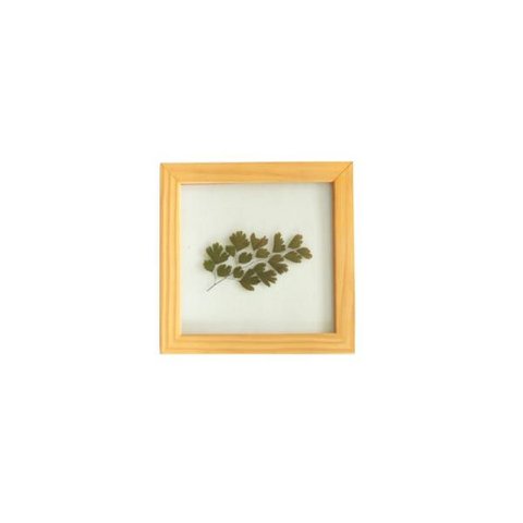 Quadro 15x15 Cm Folha Natural Desidratada Avenca Moldura Pinus