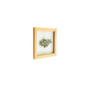 Ver imagem 2 de Quadro 15x15 Cm Folha Natural Desidratada Avenca Moldura Pinus