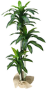 Ver imagem 1 de Árvore Planta Verde Artificial Planta Dracena 184cm Grande