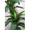 Ver imagem 2 de Árvore Planta Verde Artificial Planta Dracena 184cm Grande