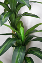 Ver imagem 2 de Árvore Planta Verde Artificial Planta Dracena 184cm Grande