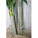 Ver imagem 3 de Árvore Planta Verde Artificial Planta Dracena 184cm Grande