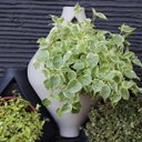 Ver imagem 3 de Vaso Gota de Parede 35 (5l) Cor Cimento Japi