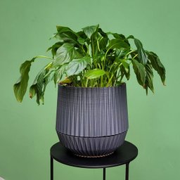 Vaso de plantas Cesto - prato embutido - Cinza Chumbo - 1