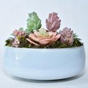 Ver imagem 2 de Arranjo de Suculentas Artificiais Coloridas em Vaso Branco