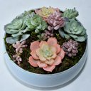 Ver imagem 1 de Arranjo de Suculentas Artificiais Coloridas em Vaso Branco