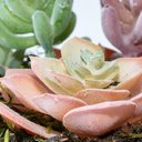 Ver imagem 3 de Arranjo de Suculentas Artificiais Coloridas em Vaso Branco