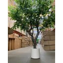 Ver imagem 6 de Árvore Artificial Grande Realista com 2.50m para Decoração