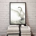 Ver imagem 2 de Quadro Decorativo Fotografia Cisne Branco 24x18cm - com Vidro:madeira Branca