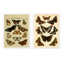 Ver imagem 1 de Kit 2 Quadros Borboletas Vintage 24x18cm:Madeira branca