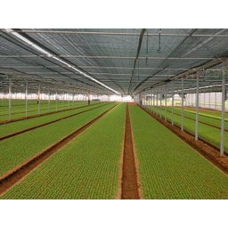 Tela Sombreamento Viveiros Estufa Plantas 50% 2 X 20 Mts - 3