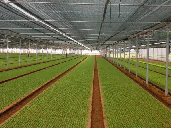 Tela Para Horta Sombrite Estufa Hortaliças 50% 3 X 10 Mts - 3