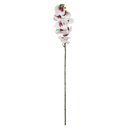 Ver imagem 1 de Orquídea Phalaenopsis Real Toque Florarte X9 92cm Vol. 9